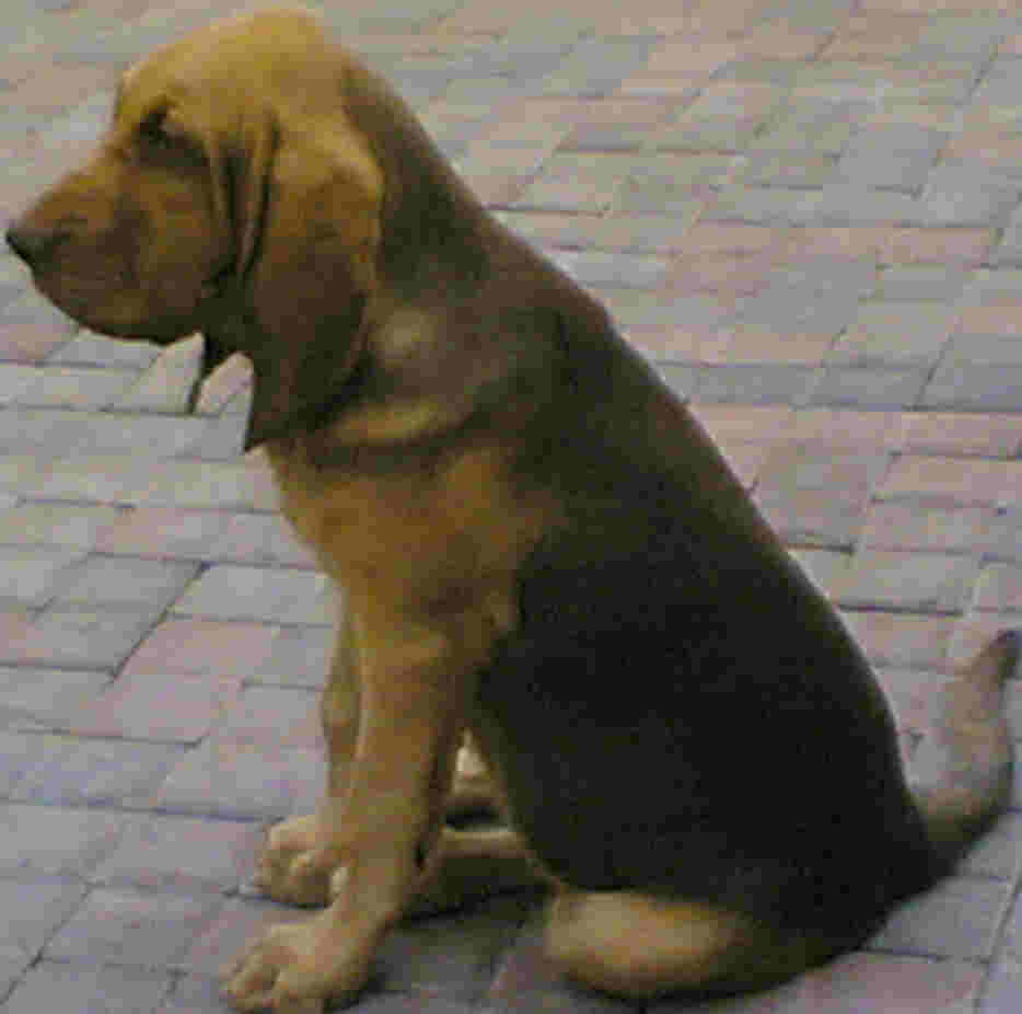Wallpaper Picture Bloodhound Puppies Dog