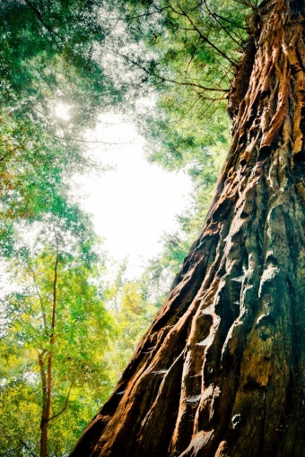 Redwood Extreme iPhone HD Wallpaper