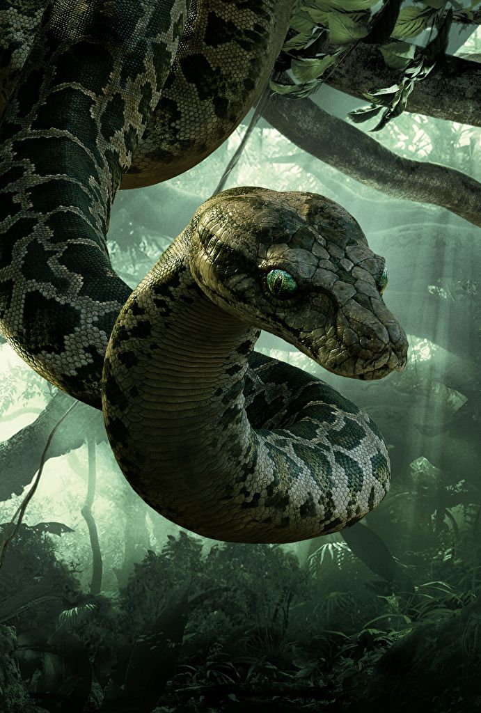 Wallpaper The Jungle Book Snakes Kaa Movies