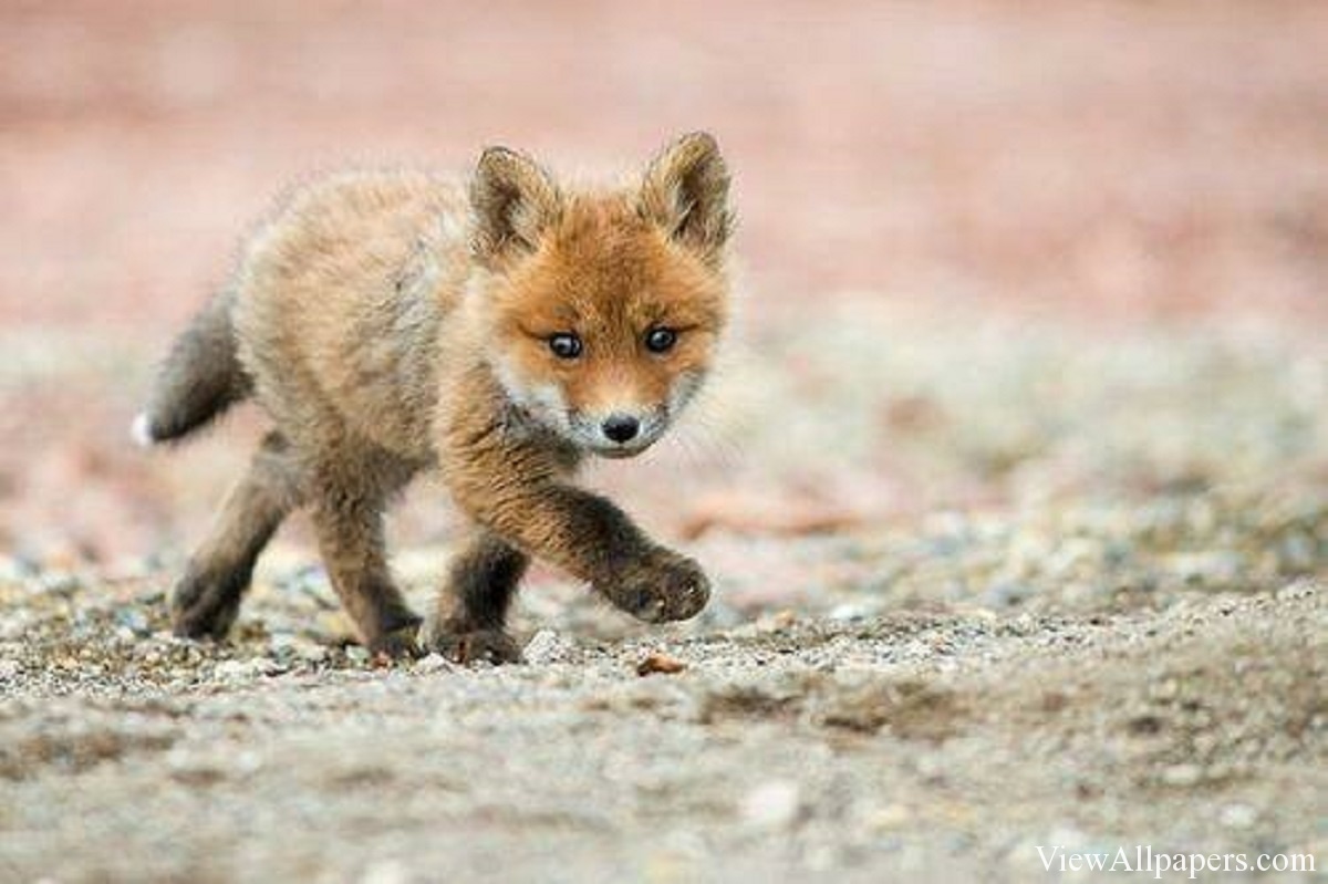 Animal Pla Baby Fox Walking High Resolution