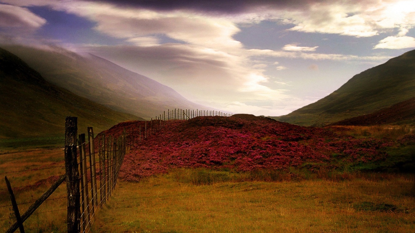 Scottish Heather Wallpaper And Image