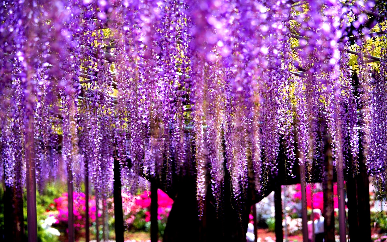 Wallpaper Wisteria Tree Is Extreem Beauty Of Nature