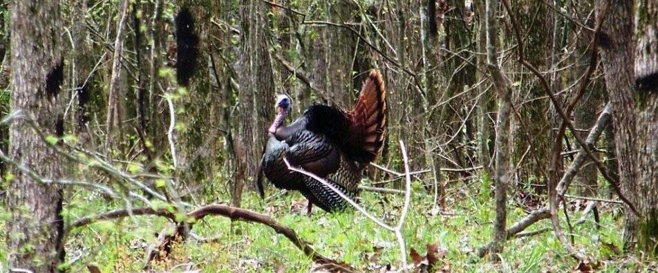 Mississippi Spring Turkey Hunting Season Sartain S Heritage