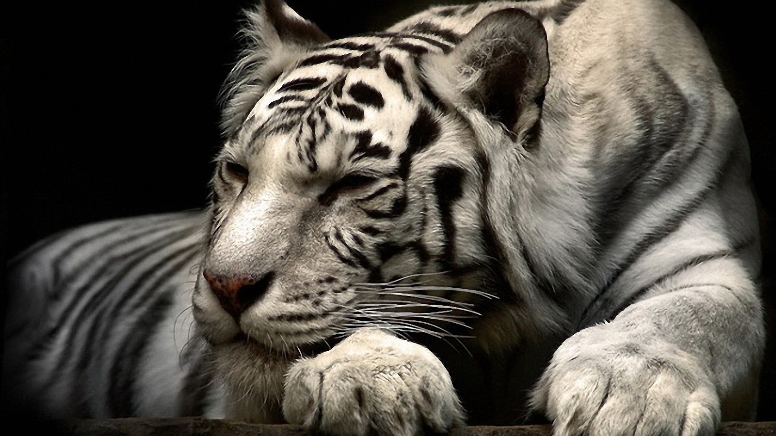Download Siberian White Tiger HD Wallpaper 2045 Full Size 1600x900
