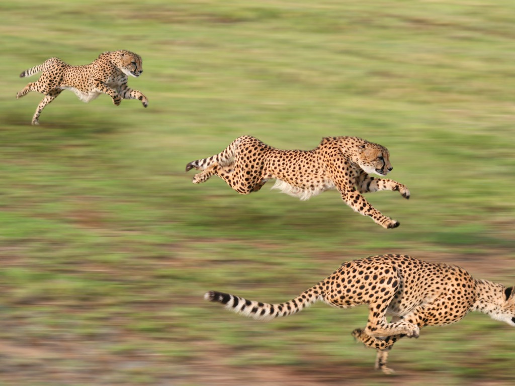 Running Cheetah Background Cheetah Running Hunting