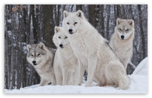 White Wolves Pack HD Desktop Wallpaper Widescreen High Definition