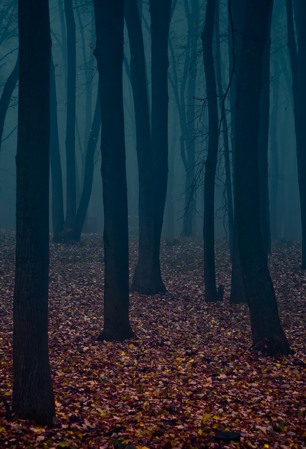 3Wallpapers Best Wallpapers for all iPhone Retina Gloomy Forest