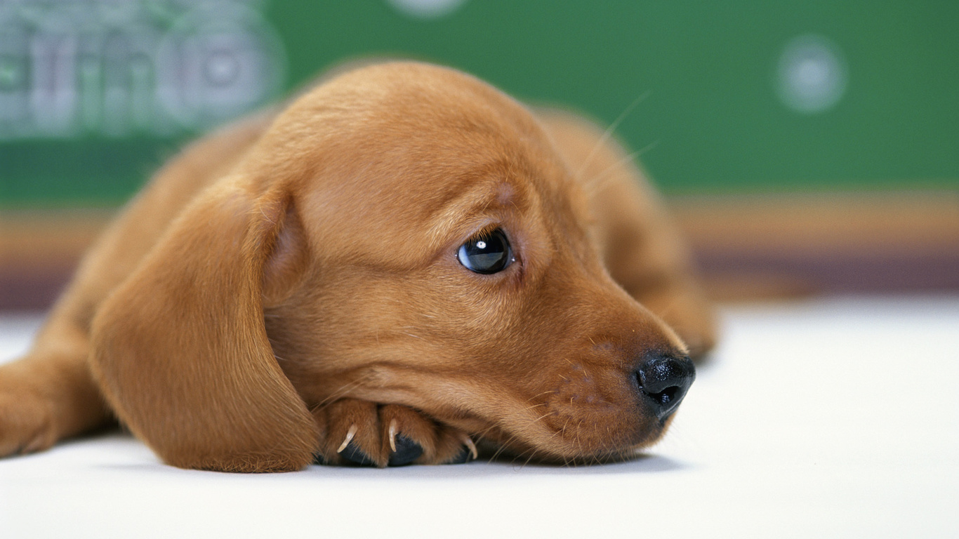 Wallpaper Puppy Dachshund Dog Sad Animals Large On The Desktop