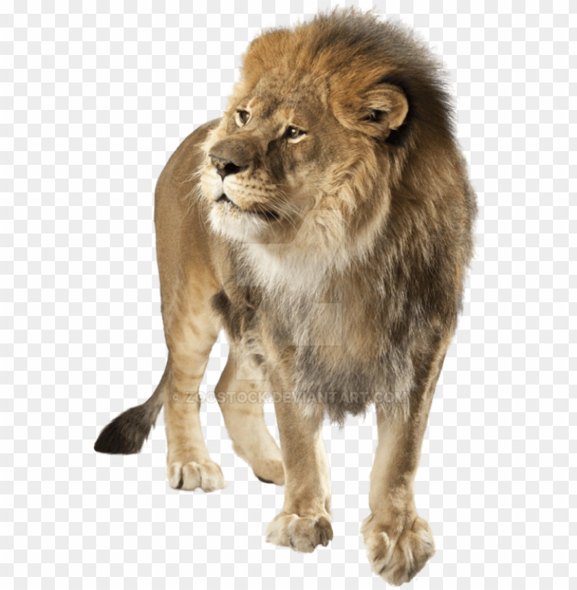 Lion Png Transparent Background Image With
