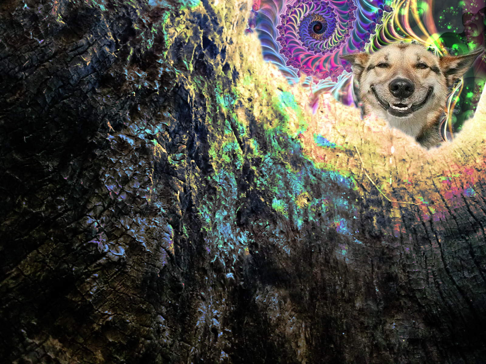 Stoner Background Dog In A Tree By