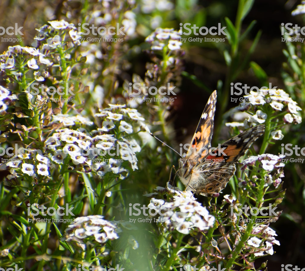 Painted Lady Butterfly On White Flowers With Green Garden And Red