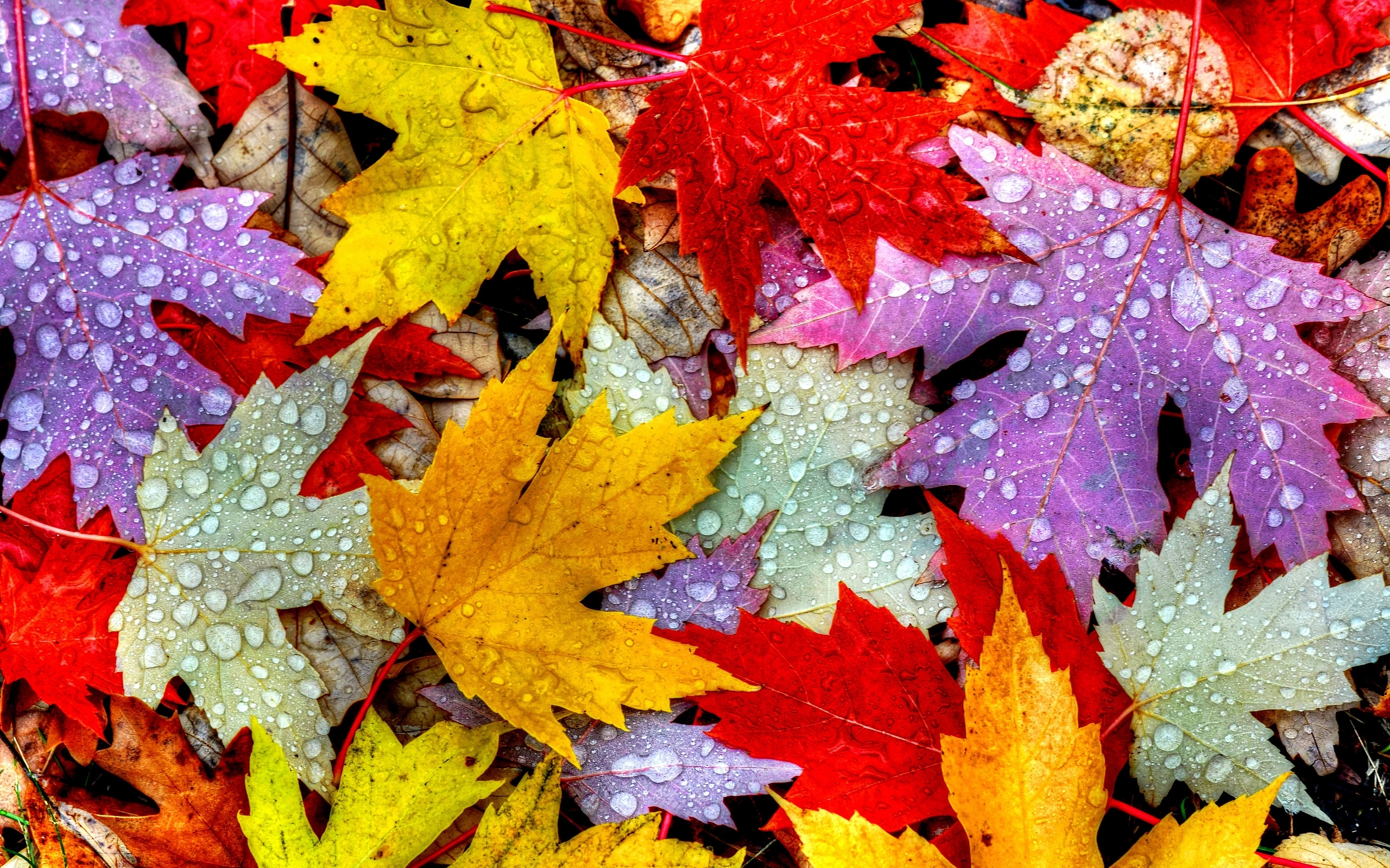 Wet Autumn Leaves HD Wallpaper Background Image Id