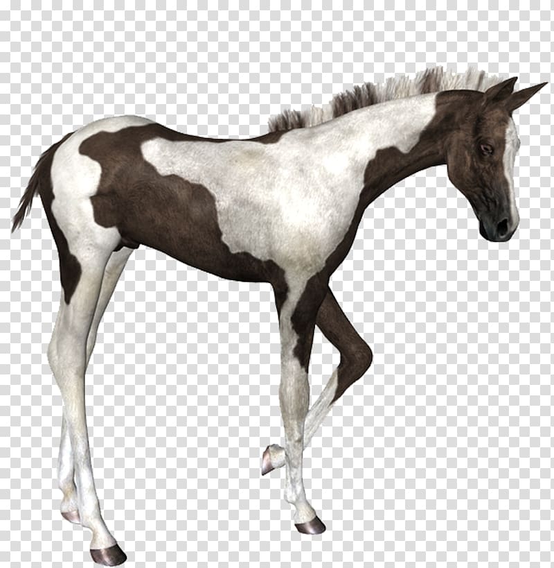 Foal Colt Stallion Mustang Mare Png Image Pngio