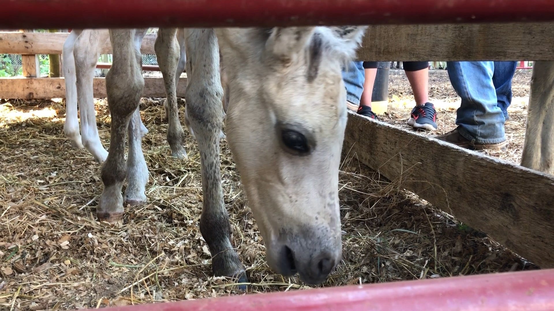About Ponies Sold At Annual Chincoteague Pony Auction Wboc Tv