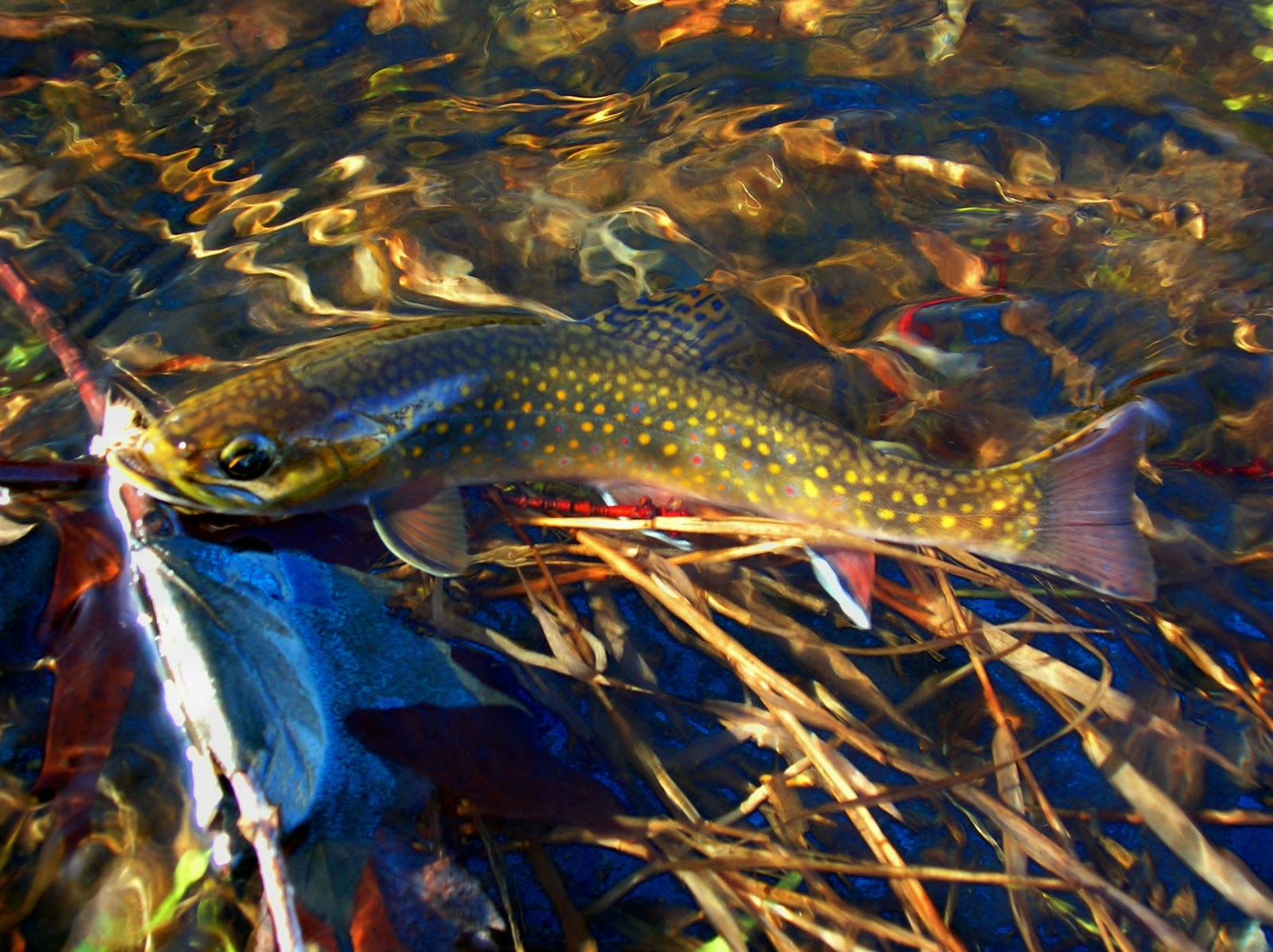 Brook Trout Wallpaper Later A Lay At