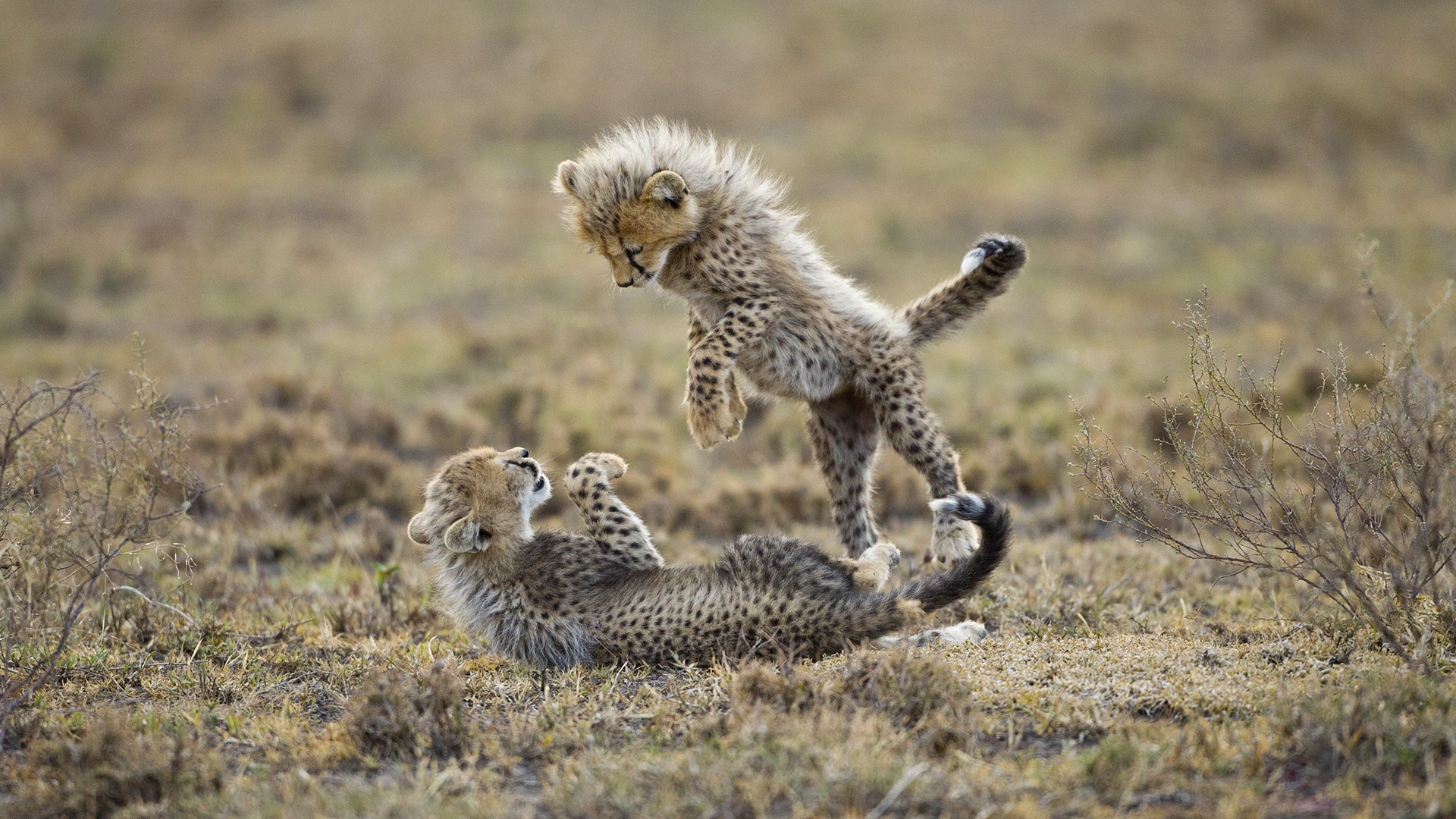Cheetah Cubs Playing X Close