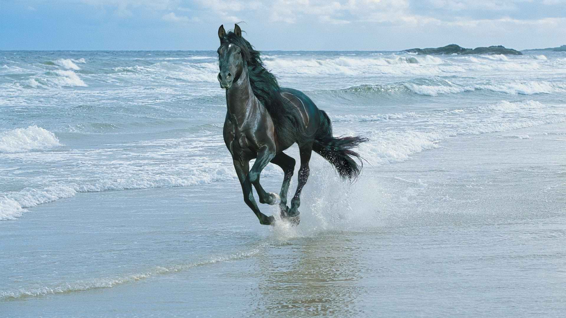 Horse Riding On The Beach Wallpaper And Image Pictures