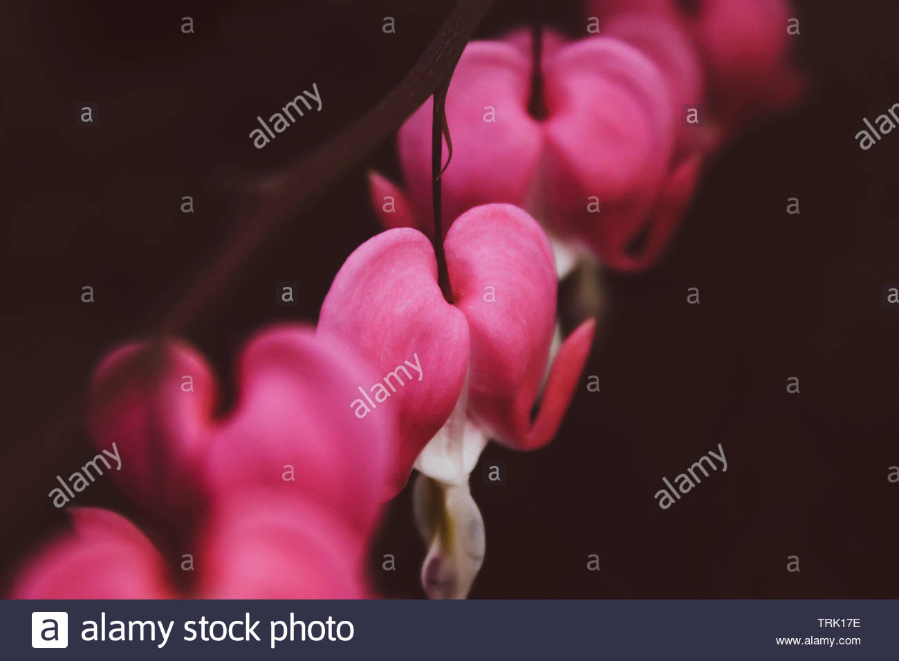 Macro Closeup Of Bleeding Heart Flower Isolated On Black