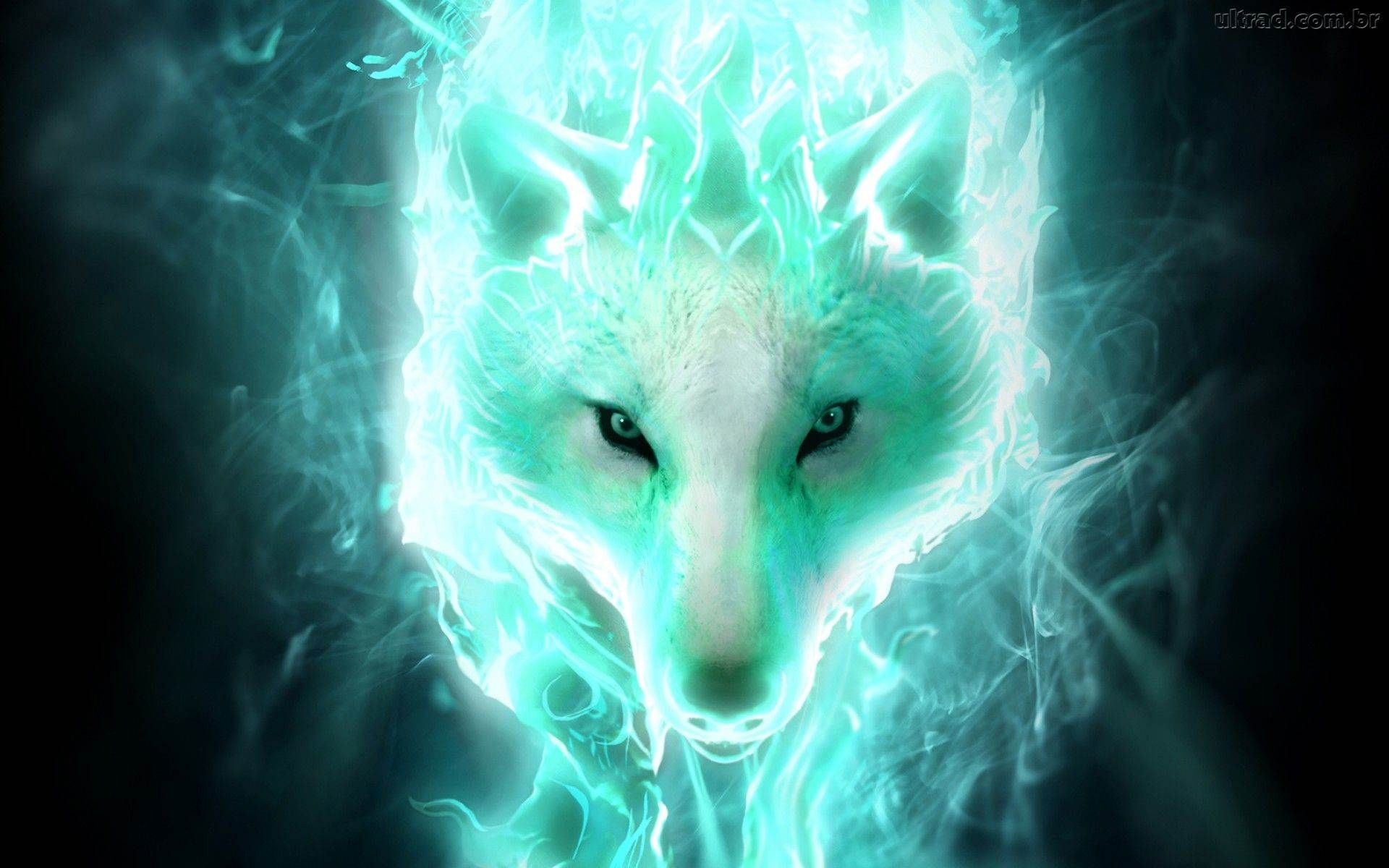 Wolf HD Wallpaper Background Cool