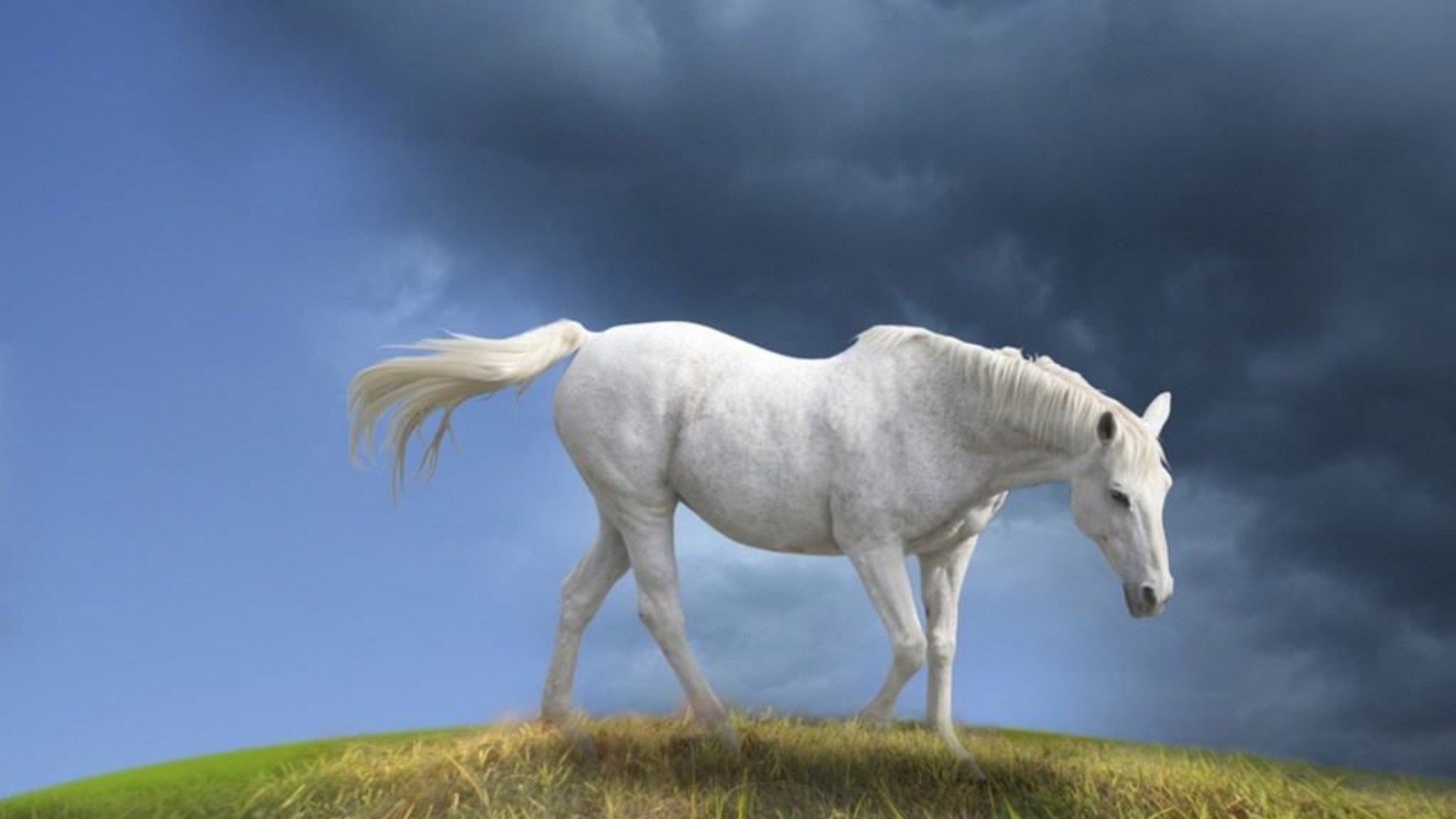 White Horse Wallpaper Hd 12751 Hd Wallpapers in Cars   Imagescicom 1920x1080