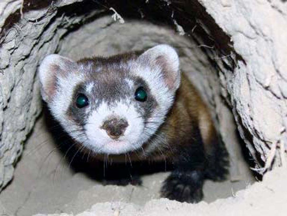 Black Footed Ferret Rediscovered National Geographic Education