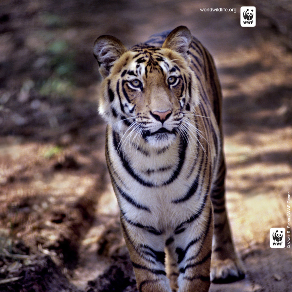 Tiger Mobile Wallpaper Wwf World Wildlife Fund