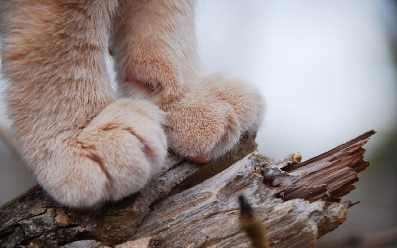 Cat Paw Wallpapers  Wallpaper Cave
