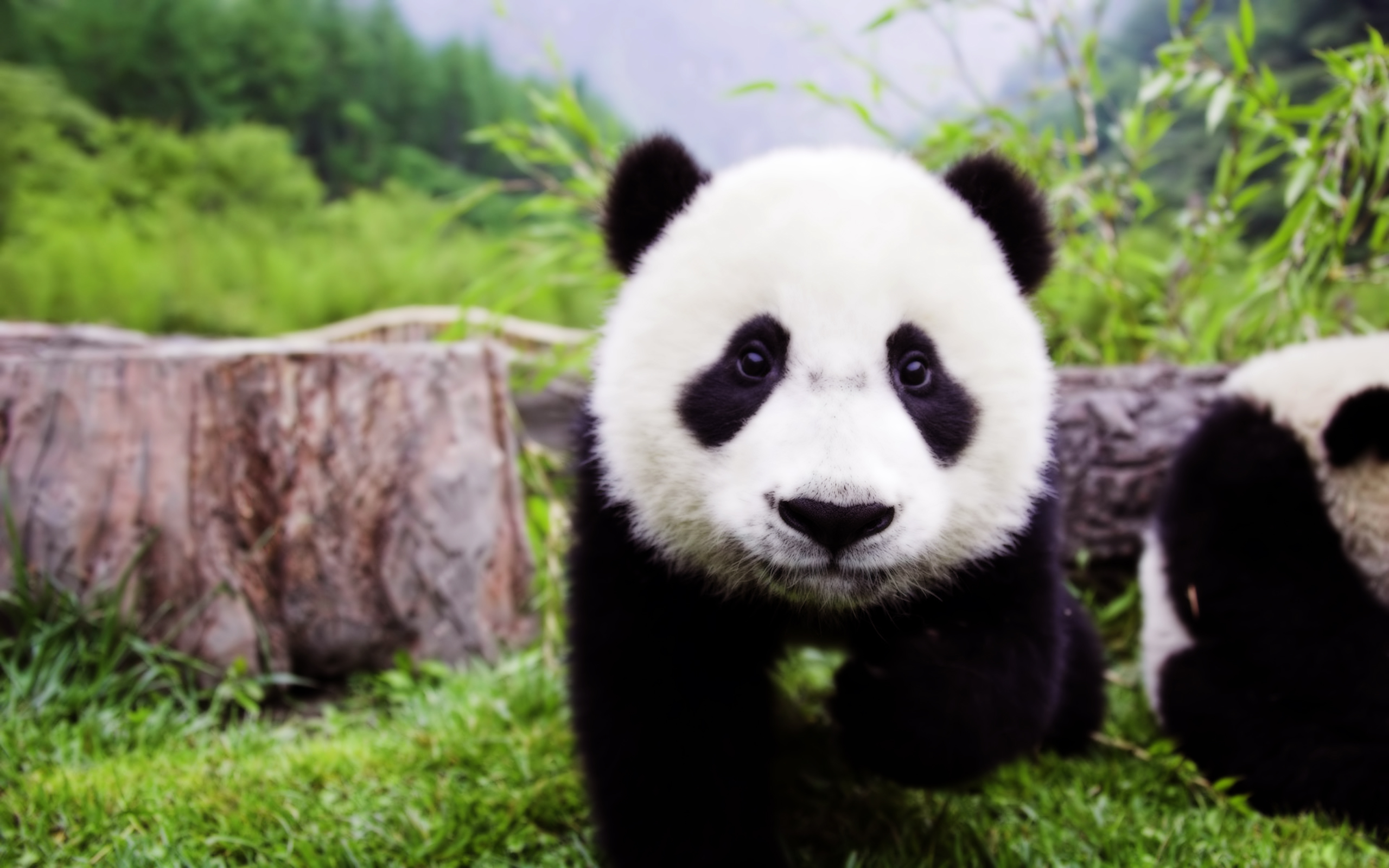 Baby Panda Wallpaper And Image Pictures Photos