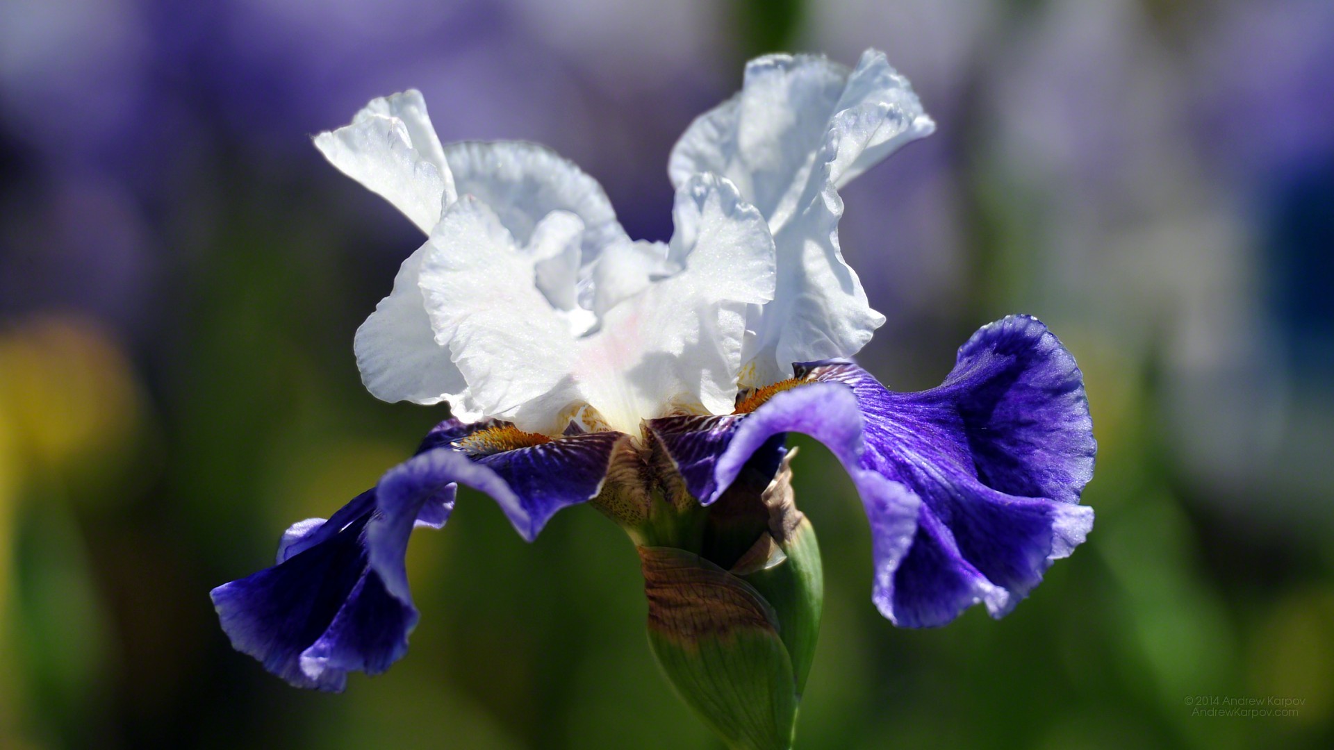 Hoa irises được biết đến với nét đẹp tự nhiên, tím mộng mơ và dịu dàng. Bộ sưu tập hình nền hoa irises đẹp của chúng tôi mang đến cho bạn không chỉ làm đẹp cho màn hình máy tính, mà còn cảm giác thư thái và tinh thần tươi mới.