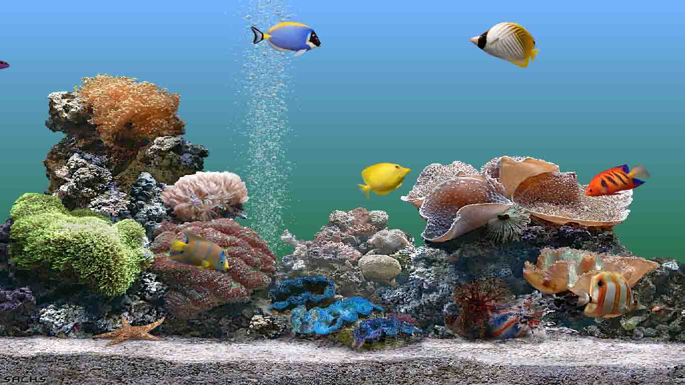 3d marine aquarium screensaver