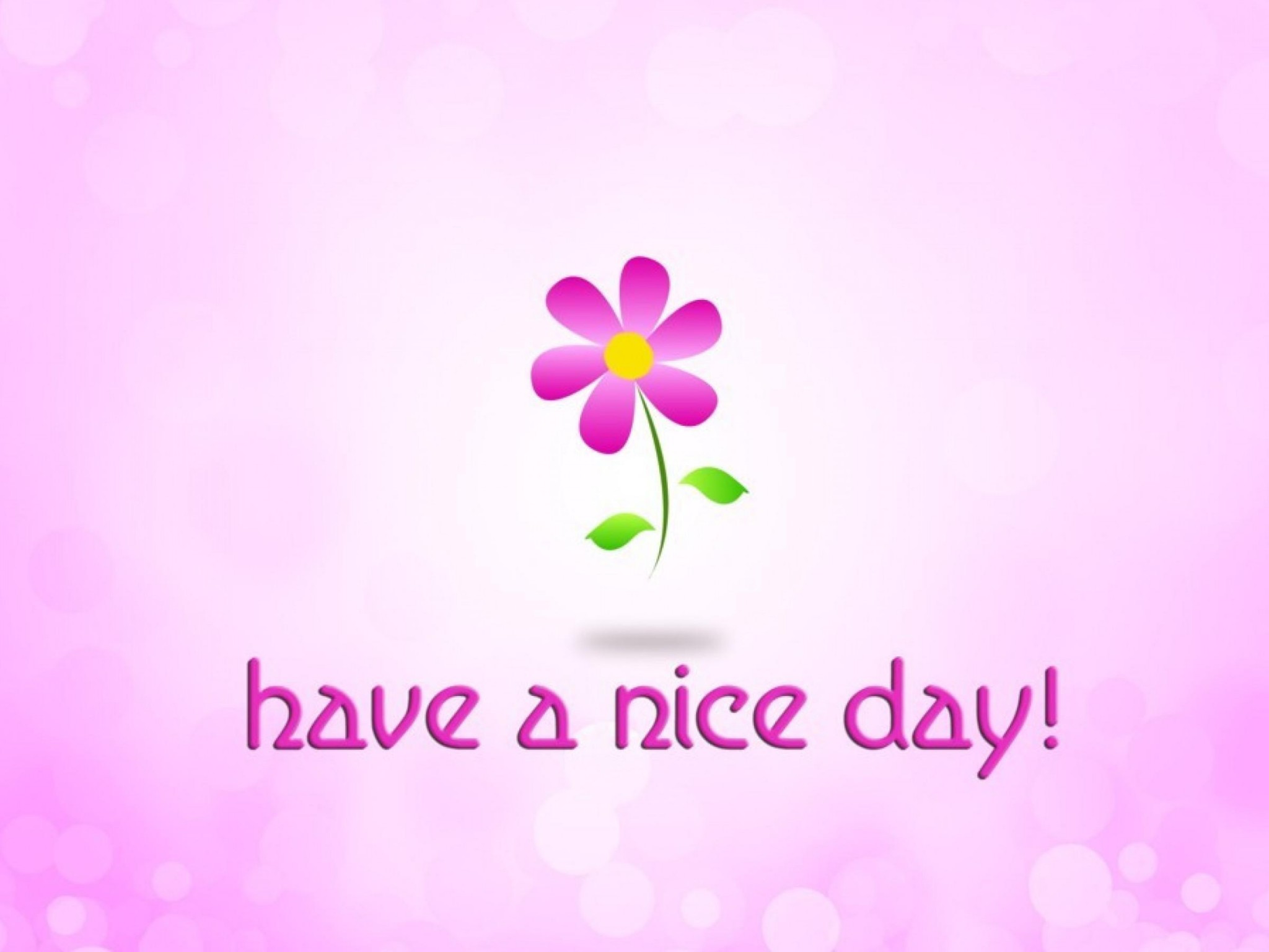 Small Flower On A Pink Background Have Nice Day HD