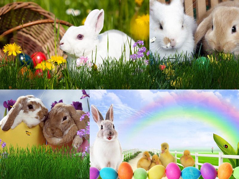 Easter Bunny Animated Wallpaper Desktopanimated
