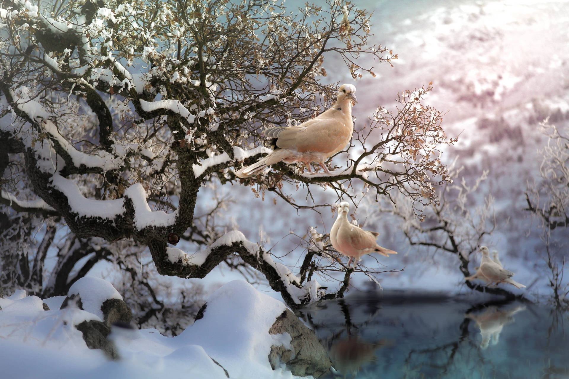 White Dove Wallpaper