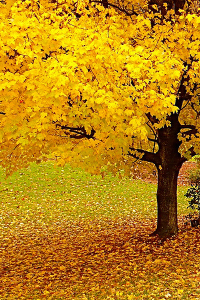 Autumn Tree iPhone Wallpaper HD