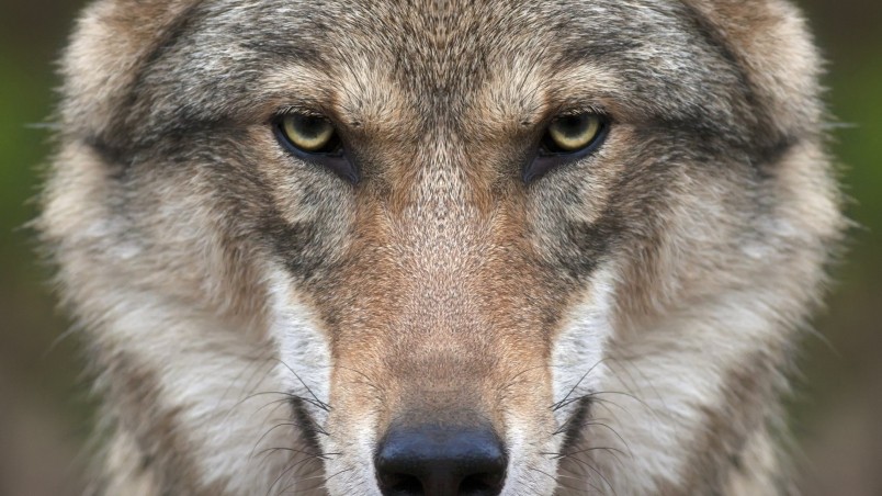 Wolf Face HD Wallpaper Wallpaperfx