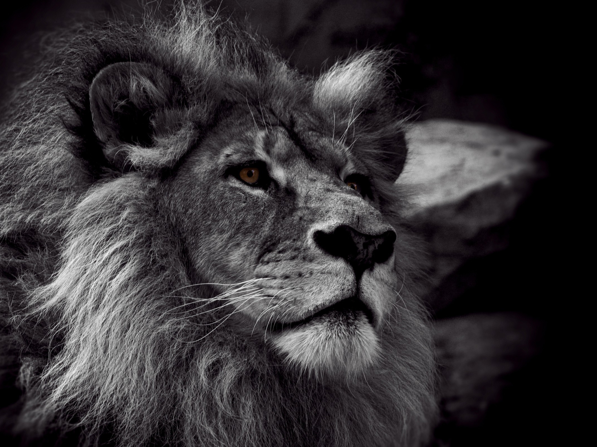 Lions Dimgray Darkgray Wallpaper HD S iPhone