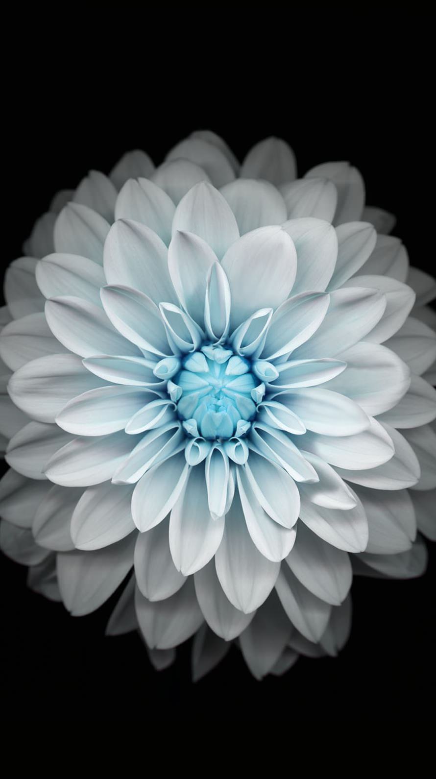 Flower Black And White Wallpaper