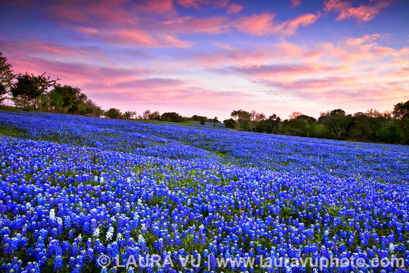 Heroes Heroines And History State Flower Of Texas