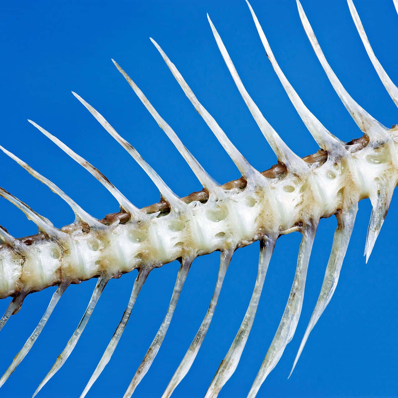 Bone Background Wallpaper