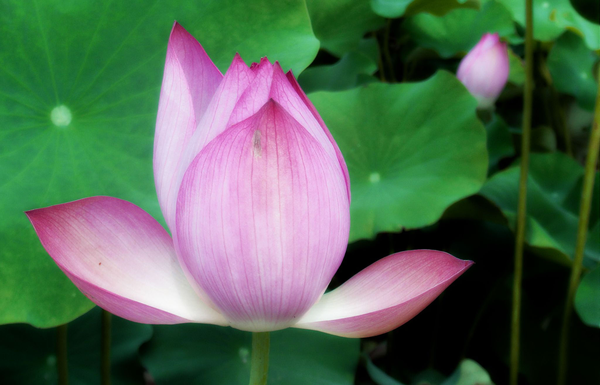 Pink Lotus Flower Wallpaper Pictures Image