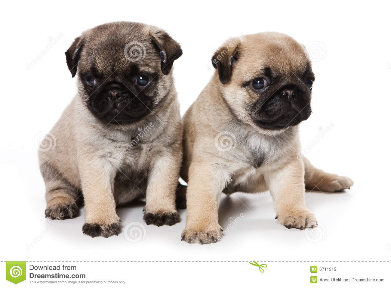 Pug Puppies For Desktop Wallpaper Dogbreedswallpaper