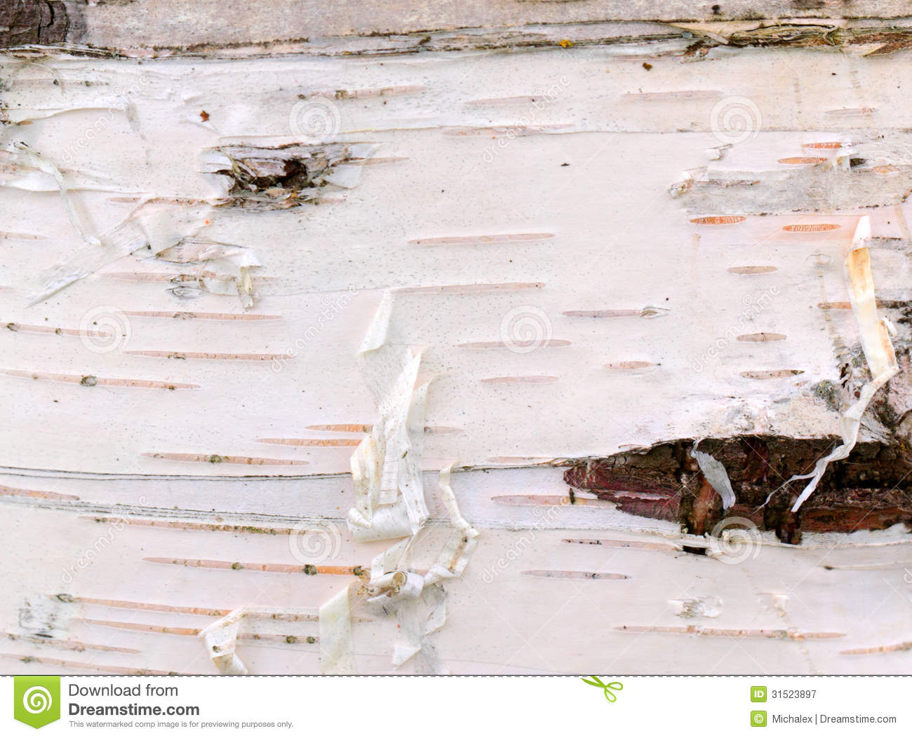 Birch Bark Web Background White Texture For