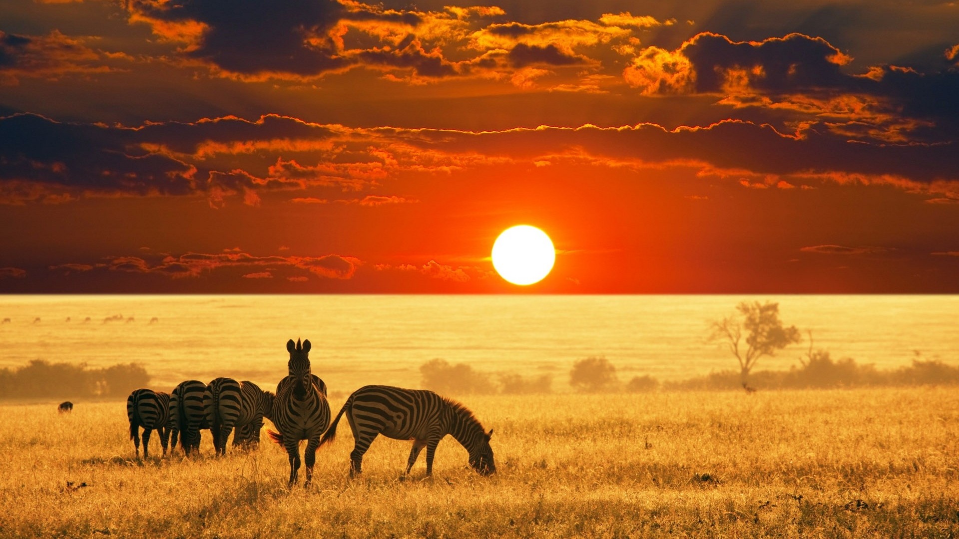 African Safari Sunset Nexus Wallpaper