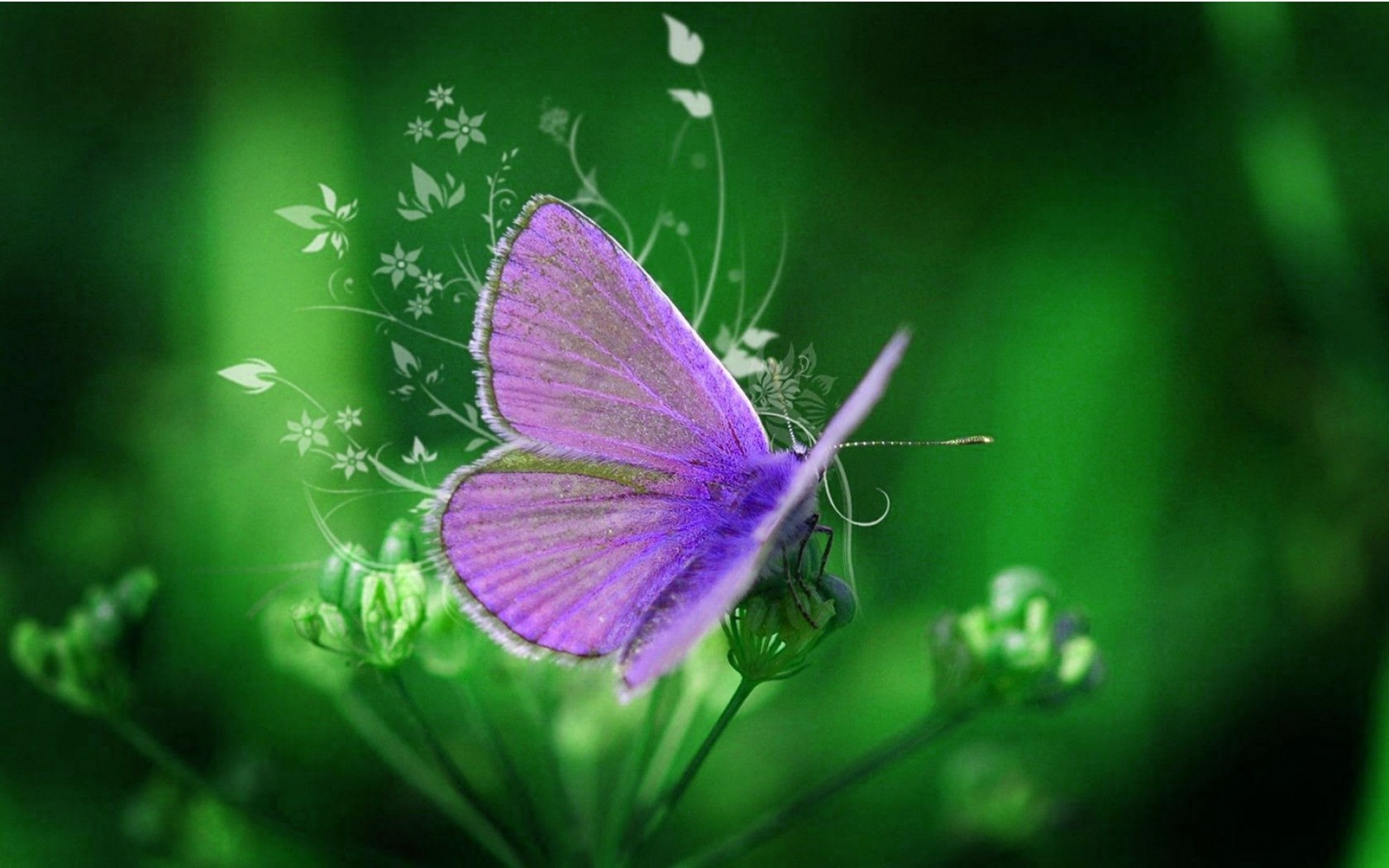 Purple Butterfly Wallpaper HD