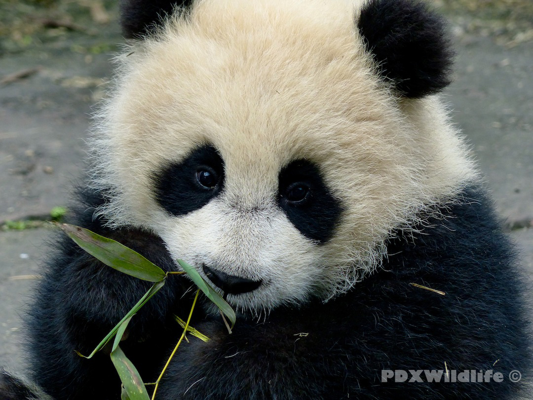 Baby Panda HD Wallpaper Background In Animals Wallpaperid