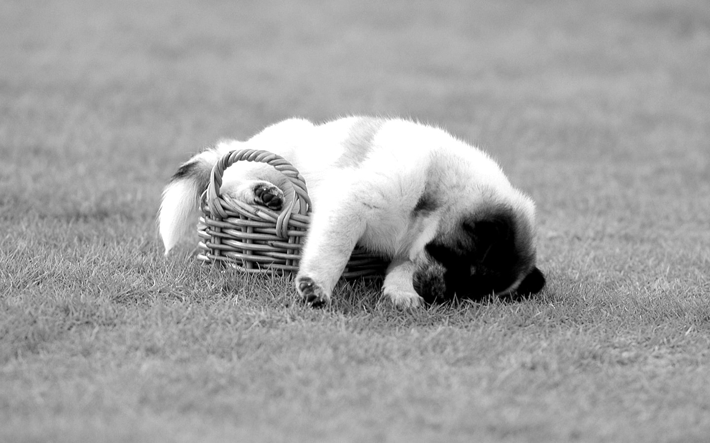 Black And White Dog Image Widescreen HD Wallpaper