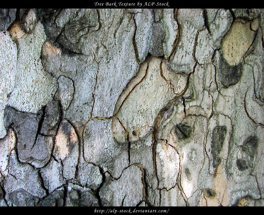 Tree Bark Texture By Alp Stock