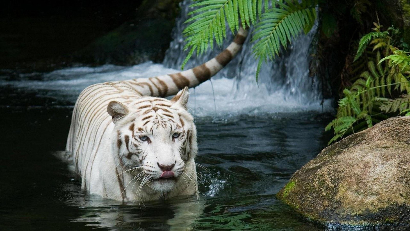 Tiger In Water HD Wallpaper High Quality