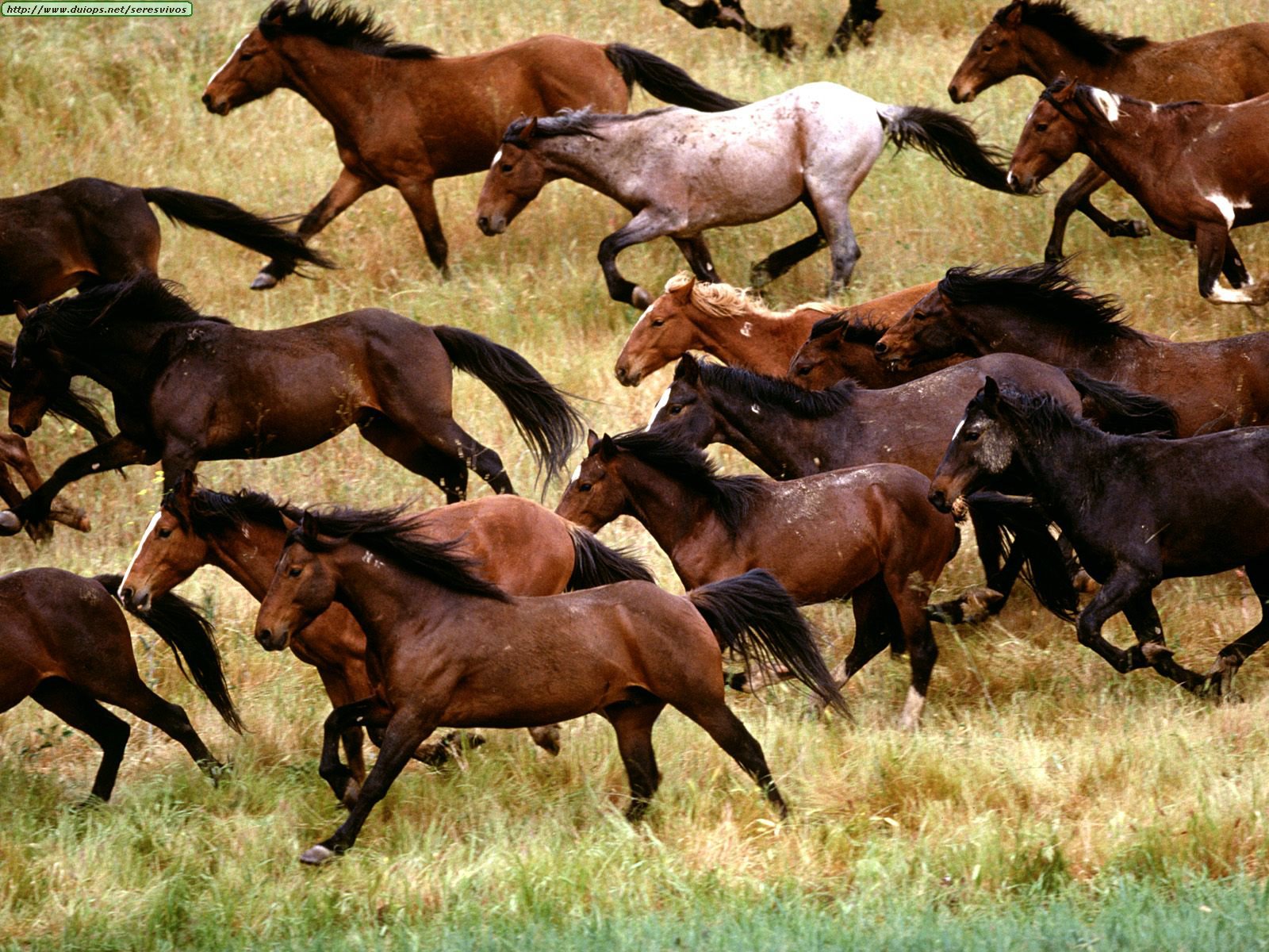 HD Animals Wallpaper Black Wild Horses