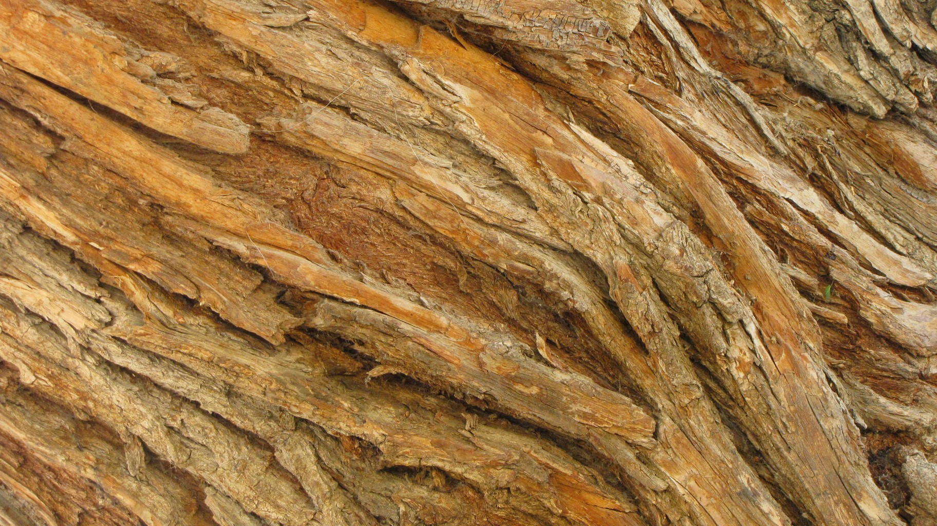 Trees Textures Wallpaper Bark Skin Amin